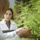 How Legal Access to Cannabis Affects Health and Wellness: A Comprehensive Look at Health and Wellness